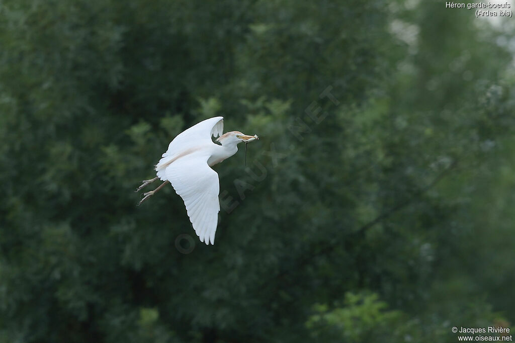 Western Cattle Egretadult breeding, Flight, eats