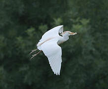 Western Cattle Egret