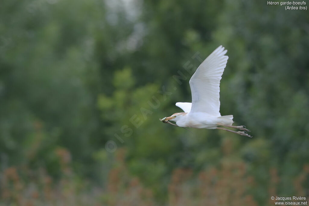 Western Cattle Egretadult breeding, Flight, eats