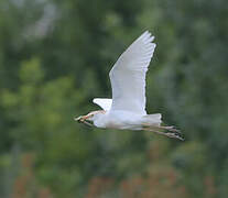 Western Cattle Egret