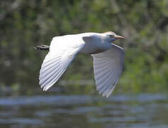 Western Cattle Egret