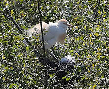 Western Cattle Egret