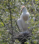 Western Cattle Egret