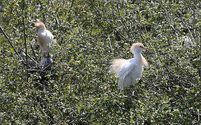 Western Cattle Egret