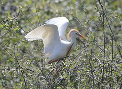 Western Cattle Egret