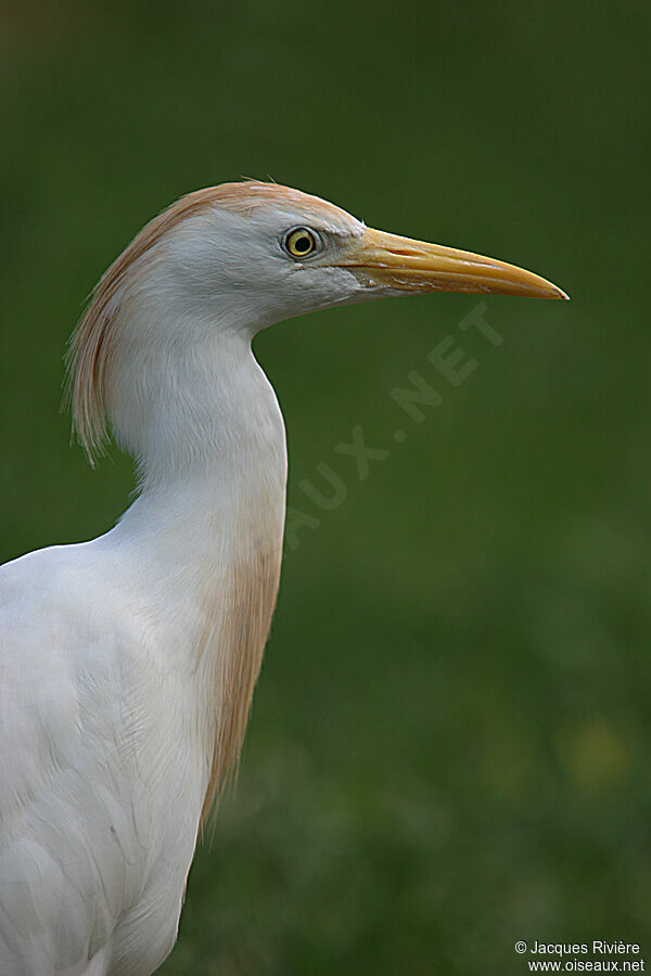 Western Cattle Egretadult breeding, identification