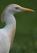 Western Cattle Egret