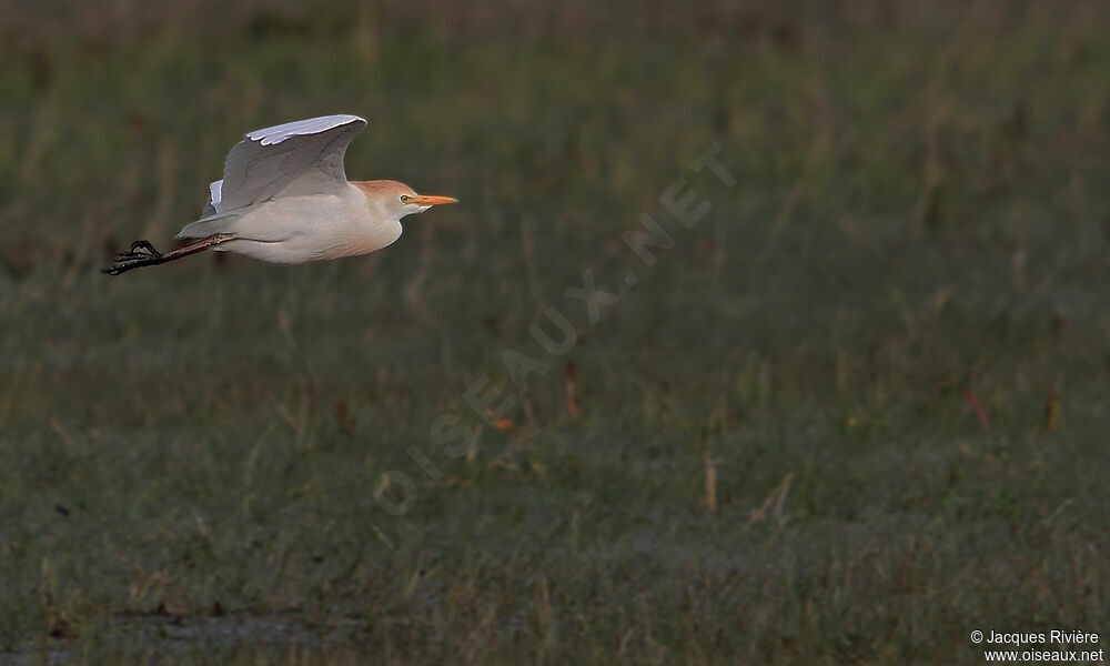 Western Cattle Egretadult, Flight