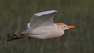 Western Cattle Egret