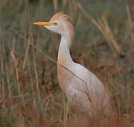 Western Cattle Egret