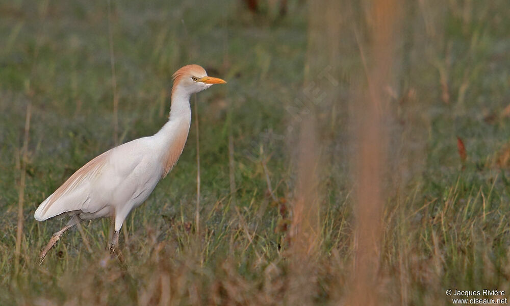 Western Cattle Egretadult breeding