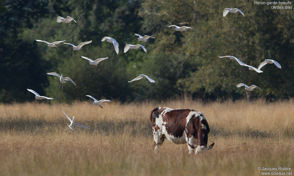 Western Cattle Egret, Flight