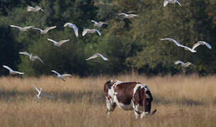 Western Cattle Egret