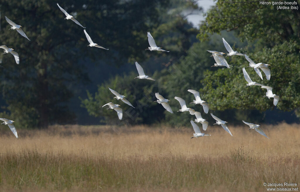 Western Cattle Egretadult breeding, Flight