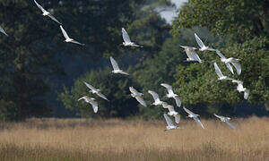 Western Cattle Egret