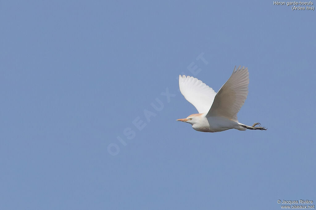 Western Cattle Egretadult breeding, Flight