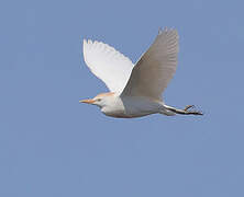 Western Cattle Egret