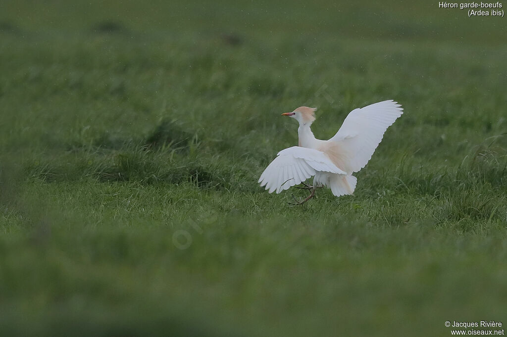 Western Cattle Egretadult breeding, Flight