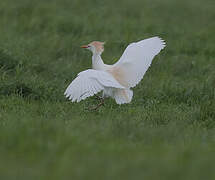 Western Cattle Egret