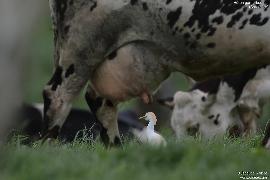 Western Cattle Egretadult breeding, identification, walking