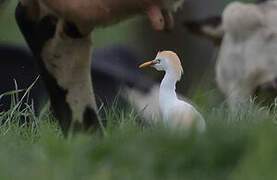 Western Cattle Egret