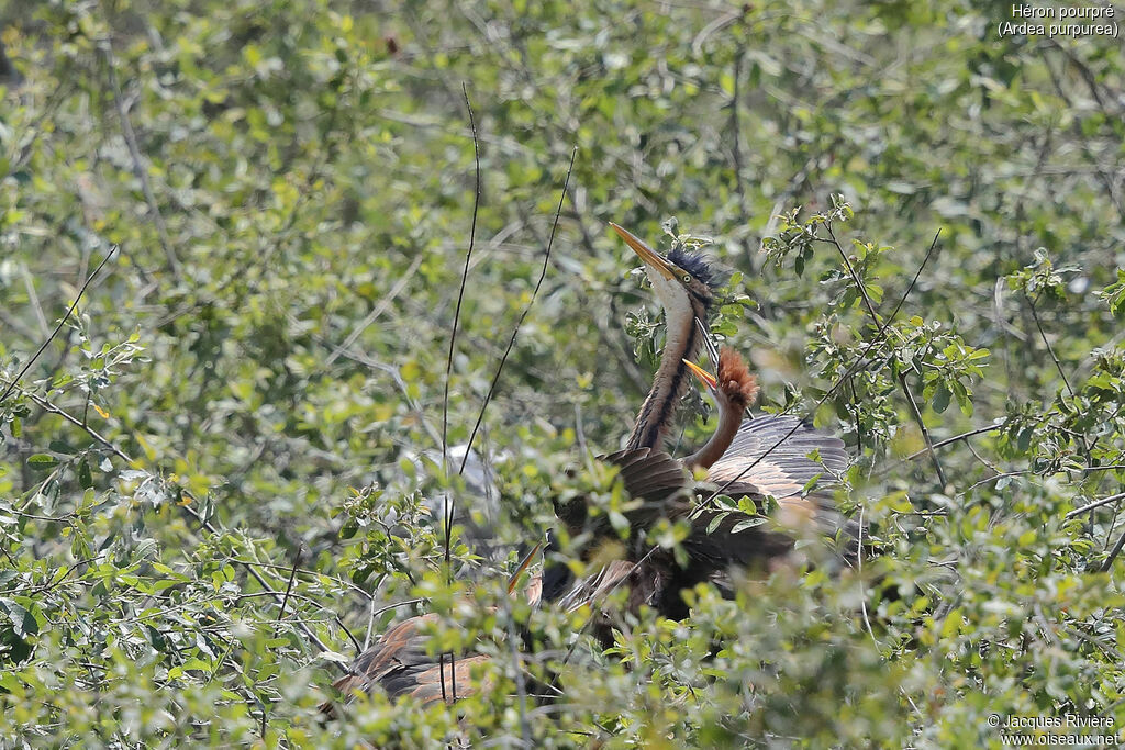 Purple Heron, identification, Reproduction-nesting