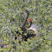 Purple Heron