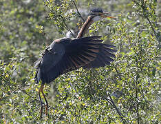 Purple Heron
