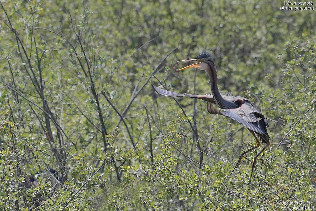 Purple Heronadult breeding, Flight, Reproduction-nesting