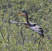 Purple Heron