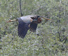 Purple Heron