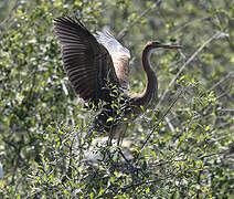 Purple Heron