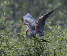 Purple Heron