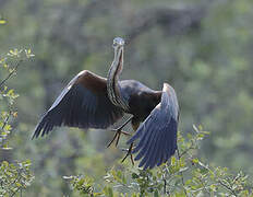Purple Heron