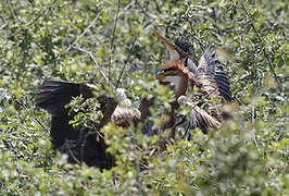 Purple Heron