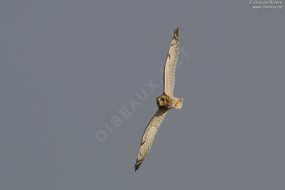 Short-eared Owladult post breeding, Flight