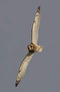 Short-eared Owl