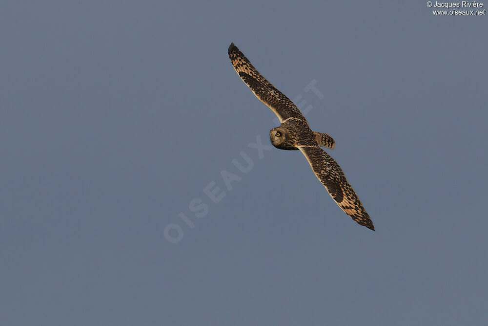 Hibou des maraisadulte internuptial, Vol