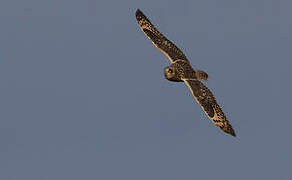 Short-eared Owl