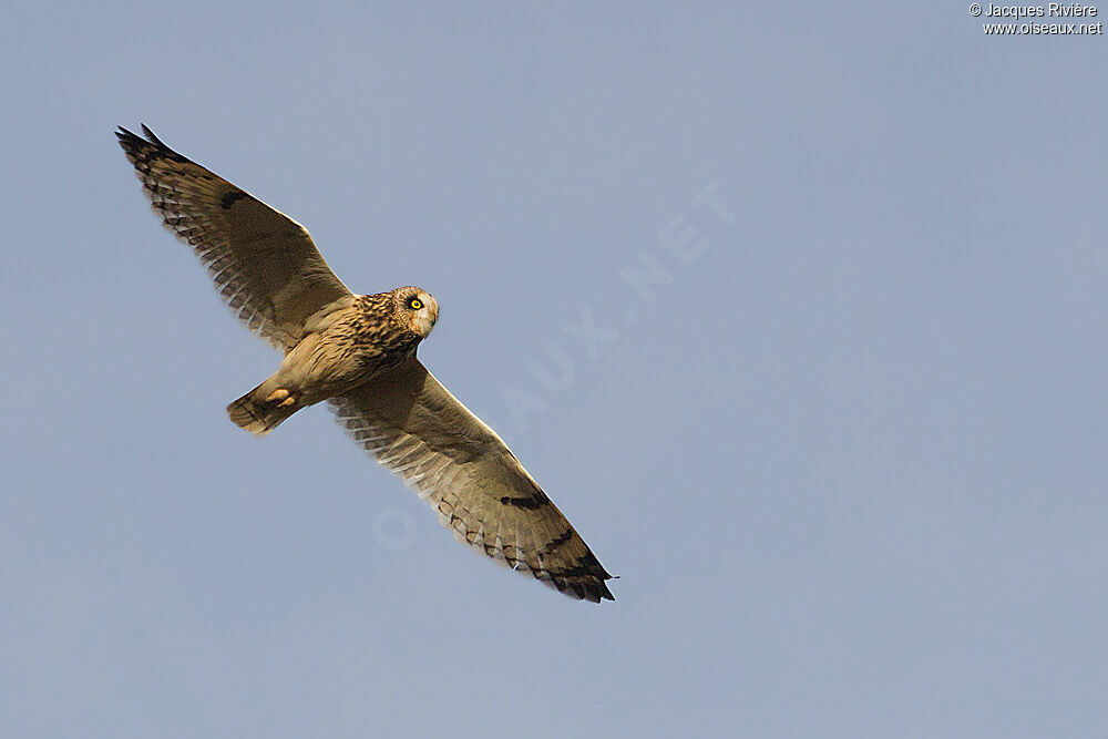 Short-eared Owladult post breeding, Flight