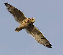 Short-eared Owl