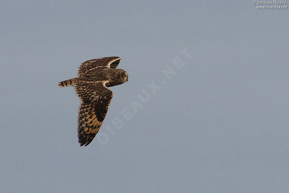 Short-eared Owladult post breeding, Flight