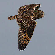 Short-eared Owl