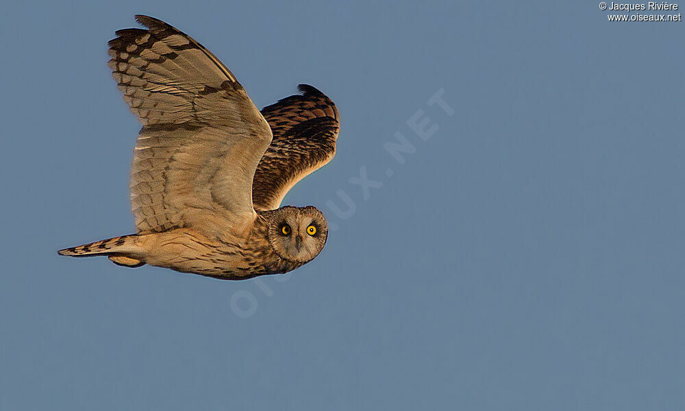 Short-eared Owladult post breeding, Flight