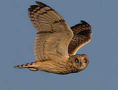 Short-eared Owl