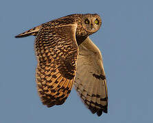 Short-eared Owl