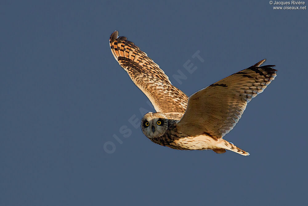 Short-eared Owladult post breeding, Flight