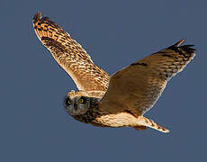 Short-eared Owl