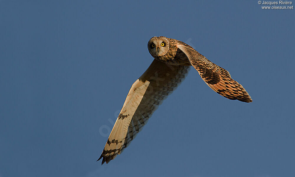 Hibou des maraisadulte internuptial, Vol