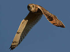 Short-eared Owl